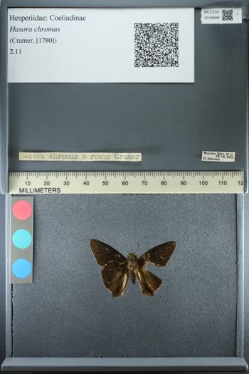 Media type: image;   Entomology 186688